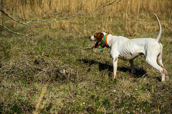 covey rise bird hunt 033