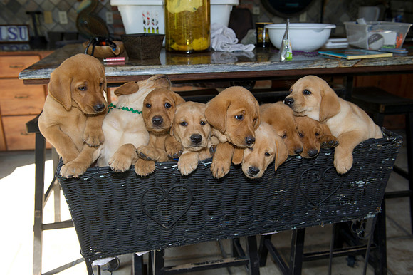 Jolie's puppys 121