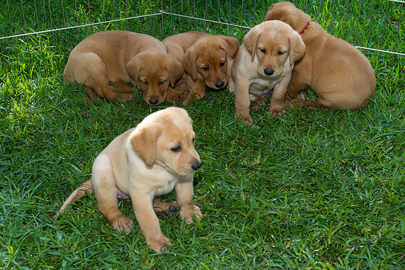 Jolie's puppys 005