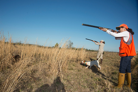 covey rise bird hunt 208