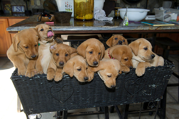 Jolie's puppys 123