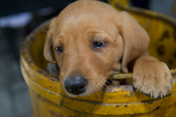 Jolie's puppys 150