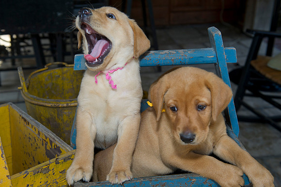 Jolie's puppys 068