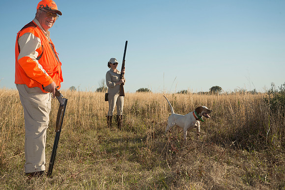 covey rise bird hunt 224