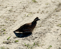 covey rise bird hunt 001