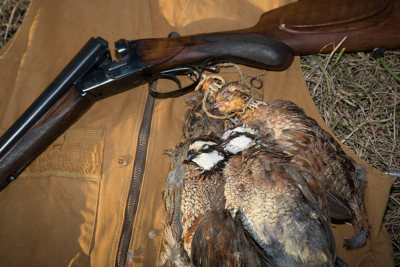 covey rise bird hunt 263