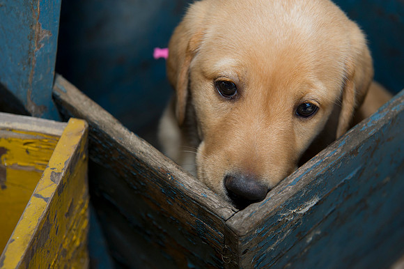 Jolie's puppys 041