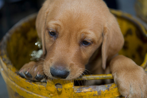 Jolie's puppys 147
