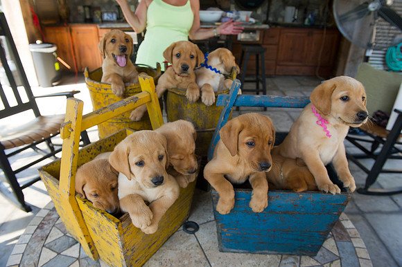 Jolie's puppys 100