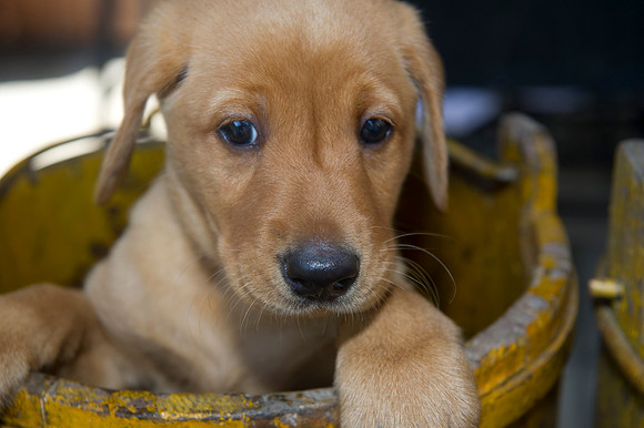 Jolie's puppys 136