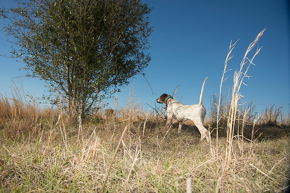 covey rise bird hunt 189