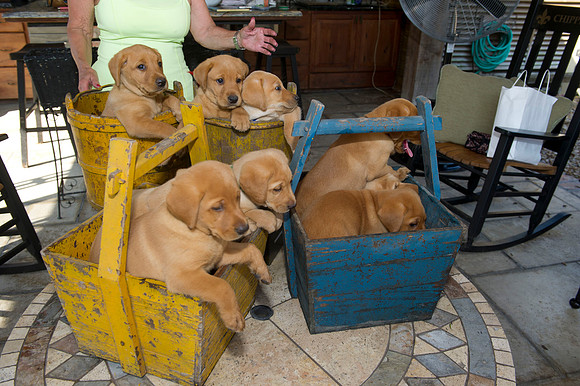 Jolie's puppys 095