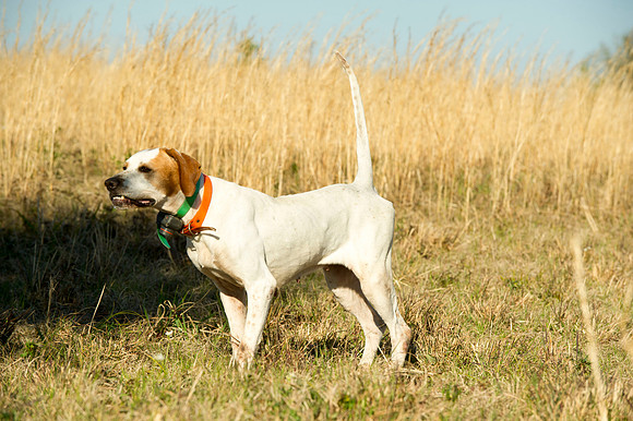 covey rise bird hunt 045