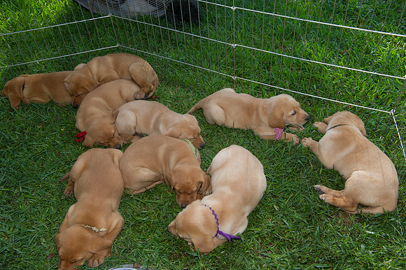 Jolie's puppys 022