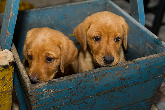 Jolie's puppys 048