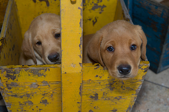 Jolie's puppys 072