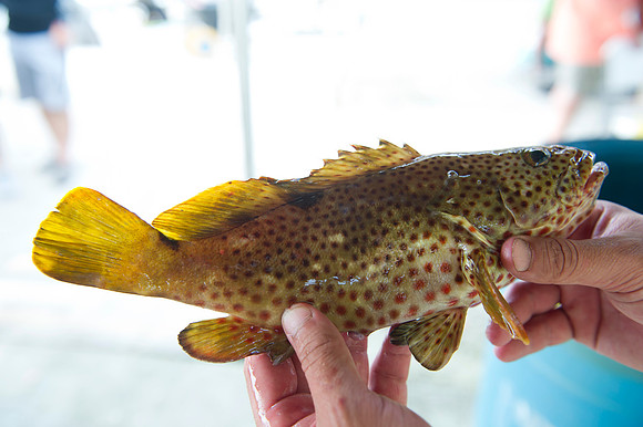 2016 CHS alumni Fishing rodeo 302