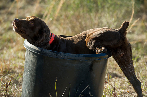 covey rise bird hunt 078
