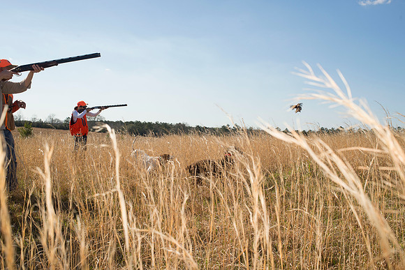 covey rise bird hunt 146