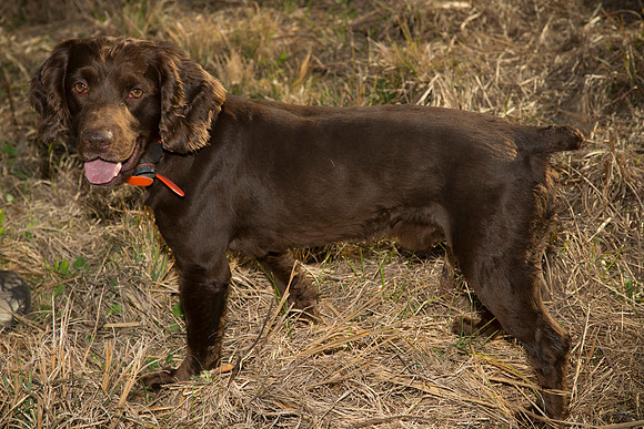 covey rise bird hunt 232