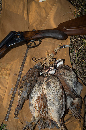 covey rise bird hunt 270