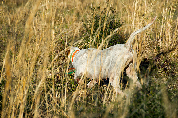 covey rise bird hunt 117