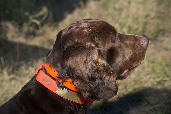 covey rise bird hunt 185
