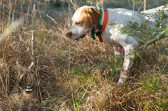 covey rise bird hunt 114