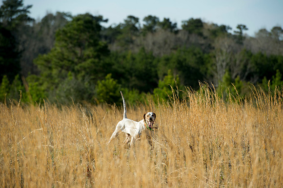 covey rise bird hunt 068