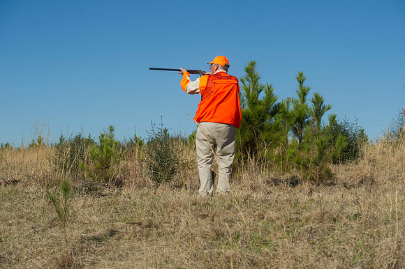 covey rise bird hunt 028