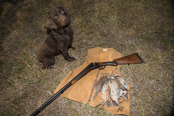 covey rise bird hunt 274