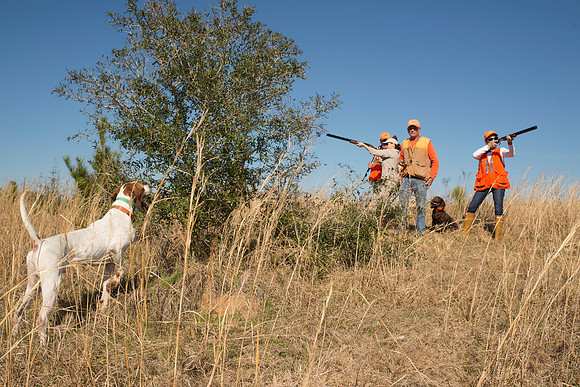 covey rise bird hunt 154