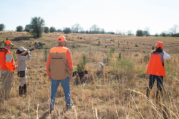 covey rise bird hunt 166