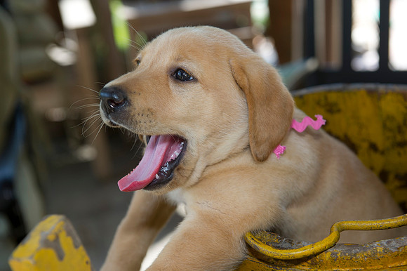 Jolie's puppys 177