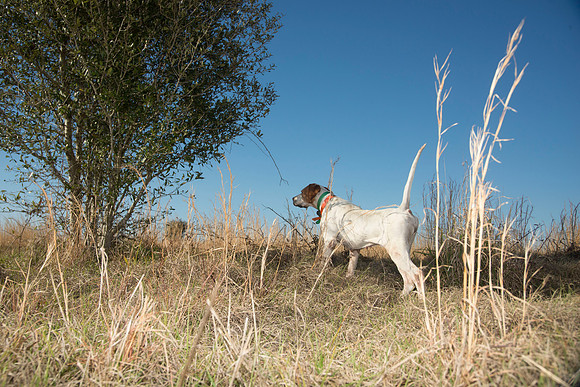covey rise bird hunt 188
