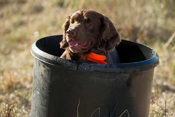covey rise bird hunt 081