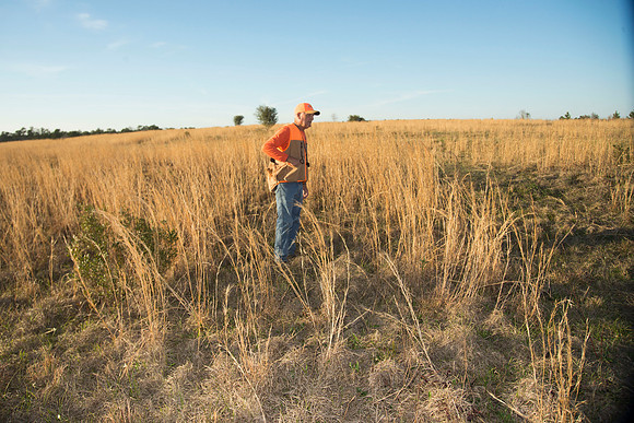 covey rise bird hunt 257