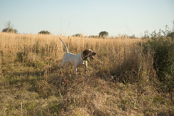covey rise bird hunt 221