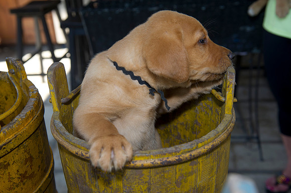 Jolie's puppys 161