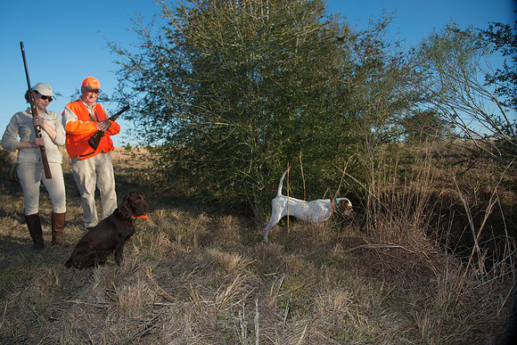 covey rise bird hunt 248