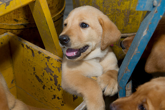 Jolie's puppys 081