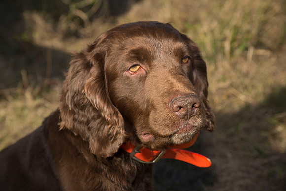 covey rise bird hunt 184
