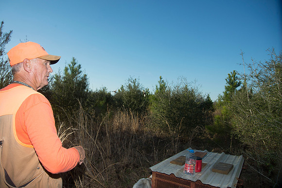 covey rise bird hunt 235
