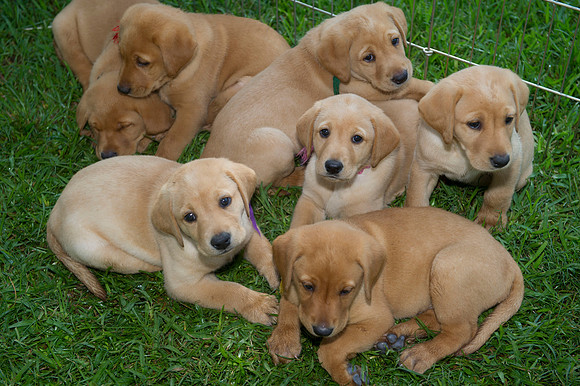 Jolie's puppys 009