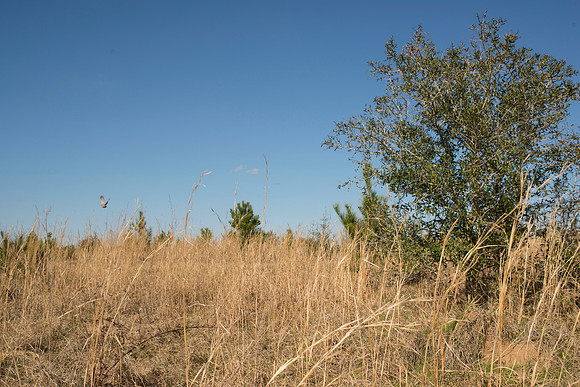 covey rise bird hunt 159