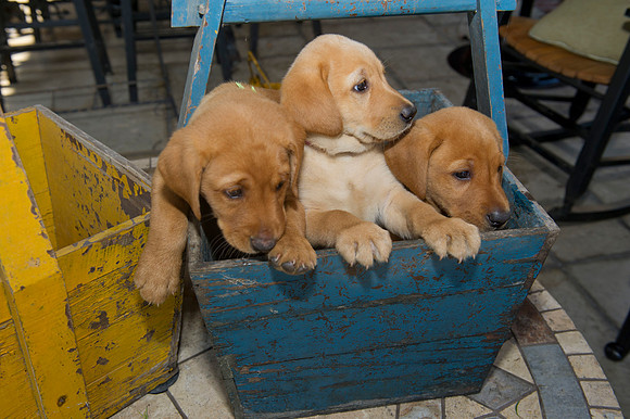 Jolie's puppys 046