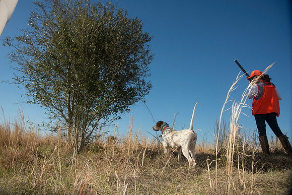 covey rise bird hunt 192