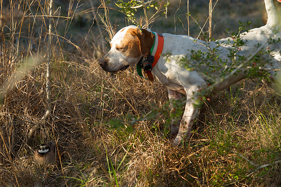covey rise bird hunt 108