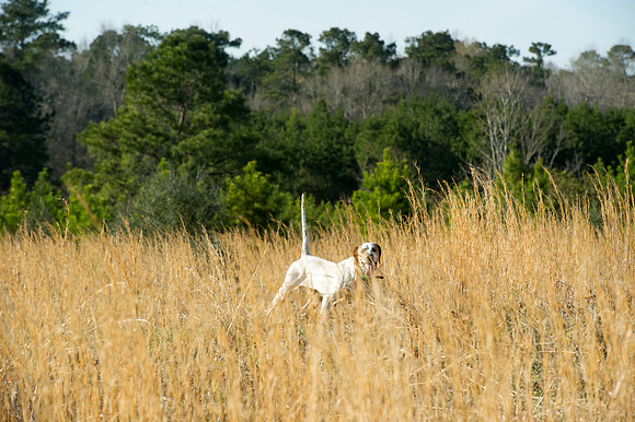 covey rise bird hunt 066