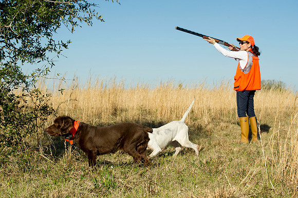 covey rise bird hunt 048